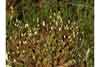 Polytrichum strictum    , polytrichum moss