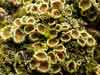 Psoroma hypnorum    , bowl lichen