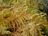 Ptilium crista-castrensis    , knights plume moss