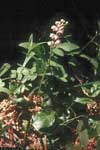 Pyrola asarifolia    , liverleaf wintergreen