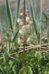 Pyrola grandiflora    , largeflowered wintergreen