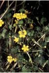 Ranunculus gmelini ssp. gmelini, Gmelin's buttercup