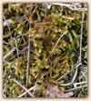 Rhytidium rugosum    , rhytidium moss