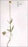 Ranunculus arcticus