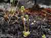 Saxifraga foliolosa    , leafystem saxifrage