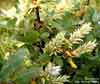 Salix glauca    , grayleaf willow