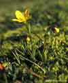 Saxifraga hirculus    , yellow marsh saxifrage