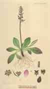 Saxifraga hieracifolia    , stiffstem saxifrage
