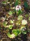 Saxifraga nelsoniana    , heartleaf saxifrage