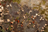 Peltigera scabrosa    , felt lichen