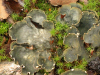 Peltigera scabrosa    , felt lichen