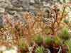 Sphaerophorus globosus    , globe ball lichen