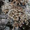 Sphaerophorus globosus    , globe ball lichen