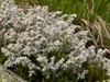 Stereocaulon alpinum    , alpine snow lichen