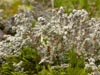 Stereocaulon alpinum    , alpine snow lichen