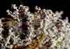 Stereocaulon tomentosum    , tomentose snow lichen