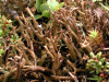 Cladonia subfurcata    , cup lichen