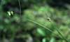 Carex tenuiflora    , sparseflower sedge