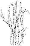Thamnolia subuliformis    , whiteworm lichen