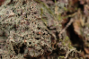 Lecidea vernalis    , spring biatora lichen