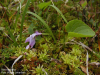 Viola epipsila    , dwarf marsh violet