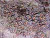 Pannaria pezizoides    , matted lichen