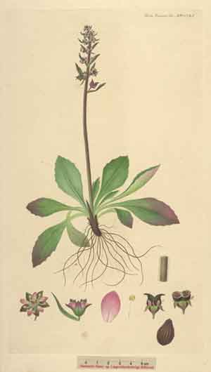 Saxifraga hieracifolia