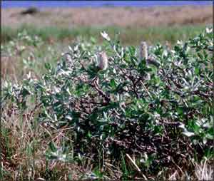 Salix richardsonii