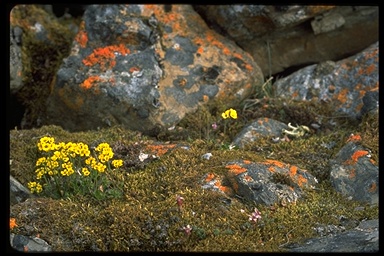 enlarged photo