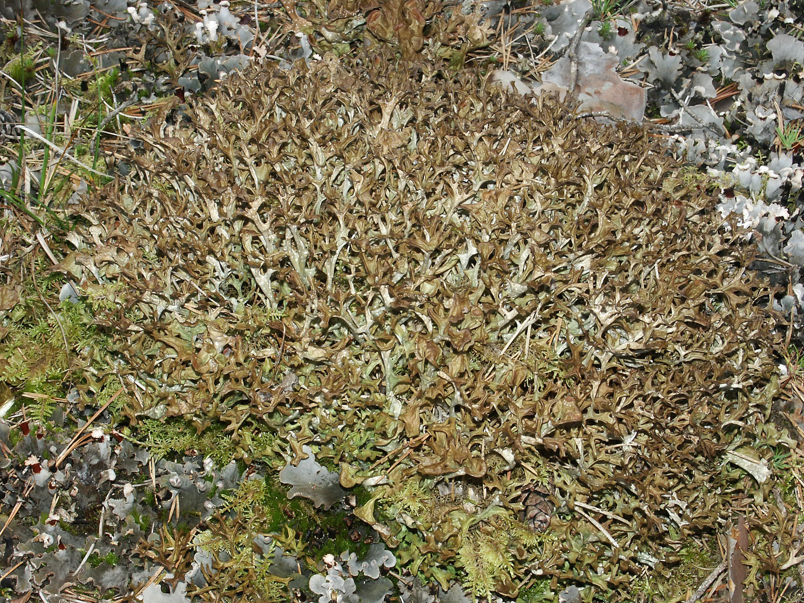enlarged photo