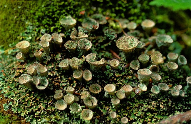 enlarged photo