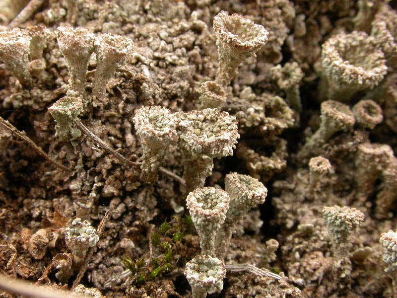 enlarged photo