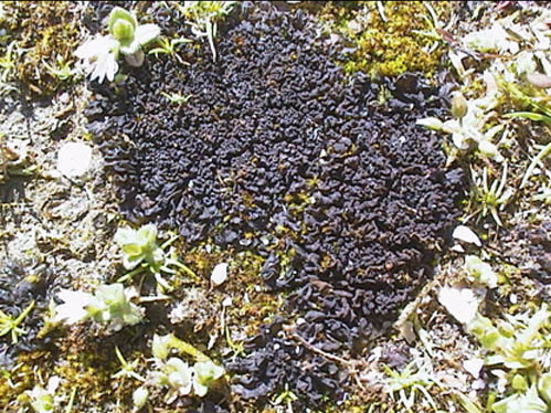enlarged photo
