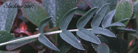 enlarged photo