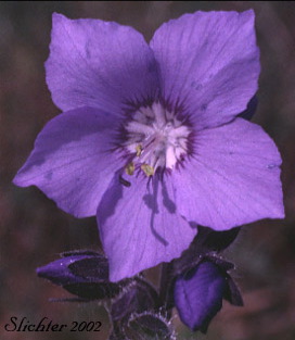 enlarged photo