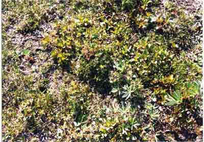 Close-up vegetation photo