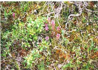 Close-up vegetation photo