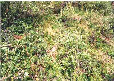 Close-up vegetation photo