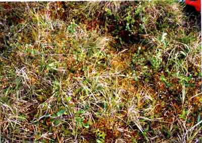 Close-up vegetation photo