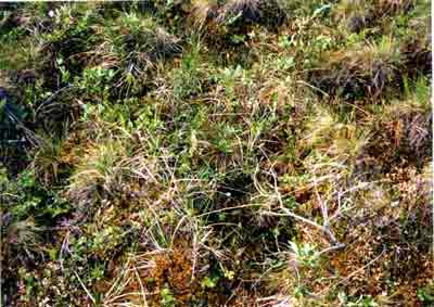 Close-up vegetation photo