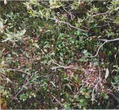 Close-up vegetation photo