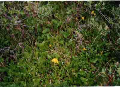 Close-up vegetation photo