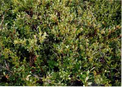 Close-up vegetation photo