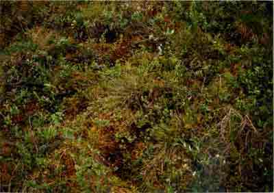 Close-up vegetation photo