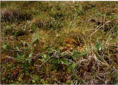 Close-up vegetation photo