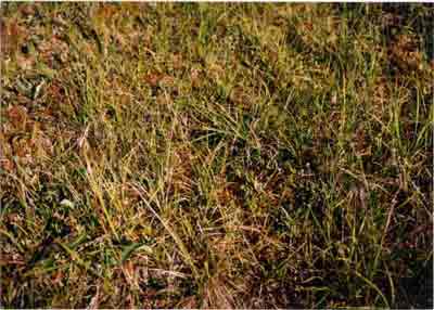 Close-up vegetation photo