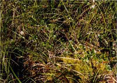 Close-up vegetation photo