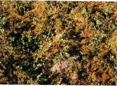 Close-up vegetation photo