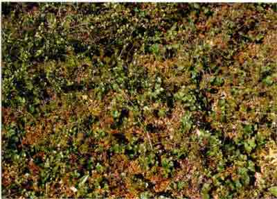 Close-up vegetation photo