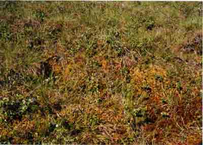 Close-up vegetation photo